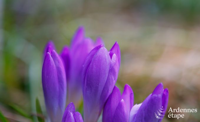 Ferienhaus La Roche-En-Ardenne 2 Pers. Ardennen