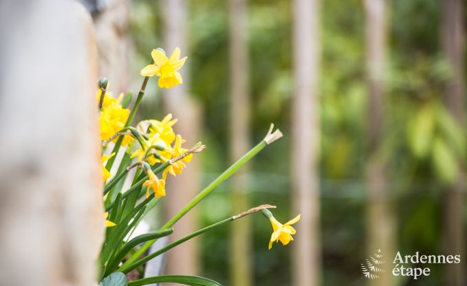 Ferienhaus La Roche-En-Ardenne 2 Pers. Ardennen