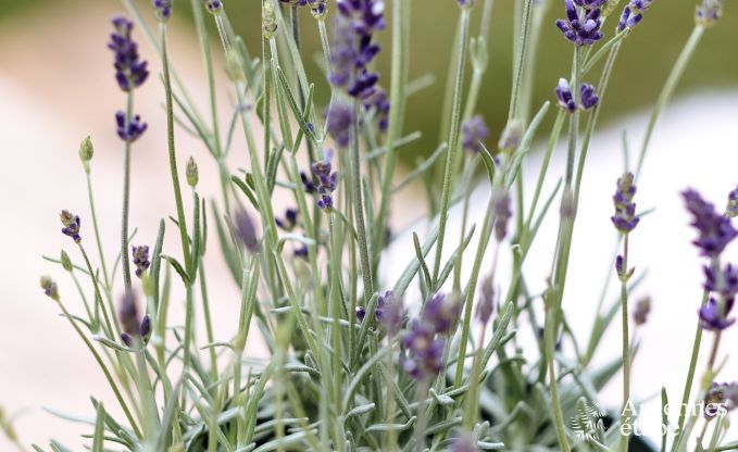 Ferienhaus La Roche 9 Pers. Ardennen