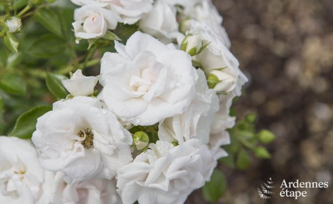 Luxusvilla Libin 18 Pers. Ardennen Schwimmbad Wellness