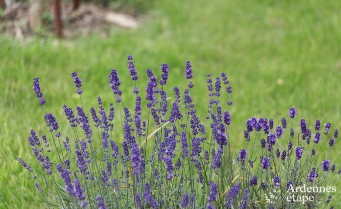 Cottage Libramont-Chevigny 9 Pers. Ardennen Behinderten gerecht