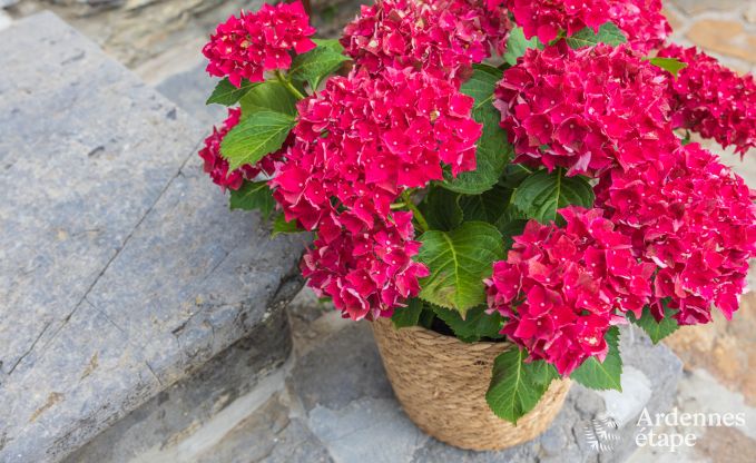 Ferienhaus Libramont 6 Pers. Ardennen