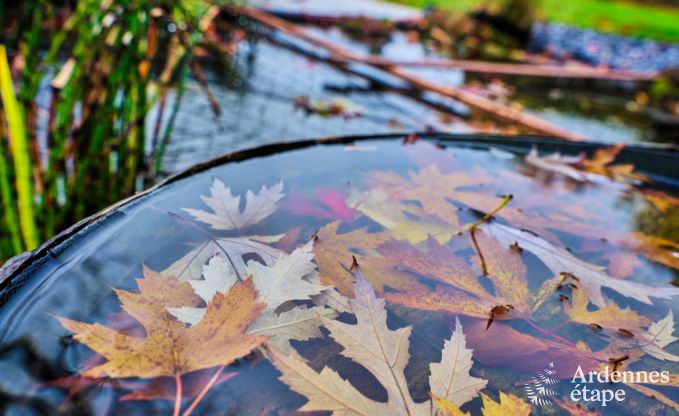 Ferienhaus Libramont 6 Pers. Ardennen Wellness
