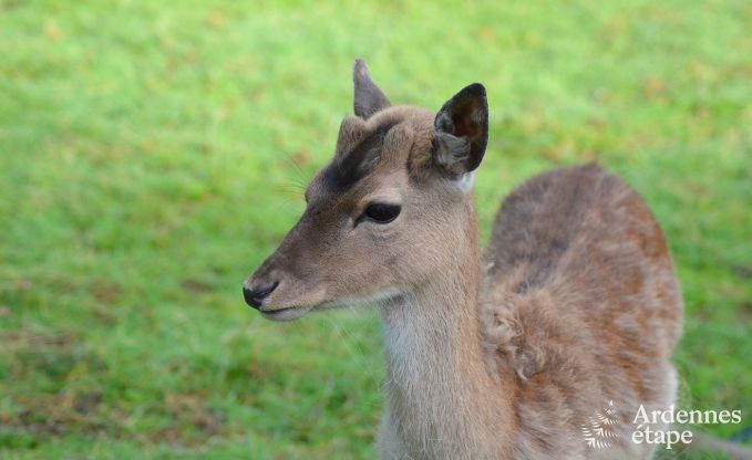 Ferienhaus Libramont 6 Pers. Ardennen Wellness