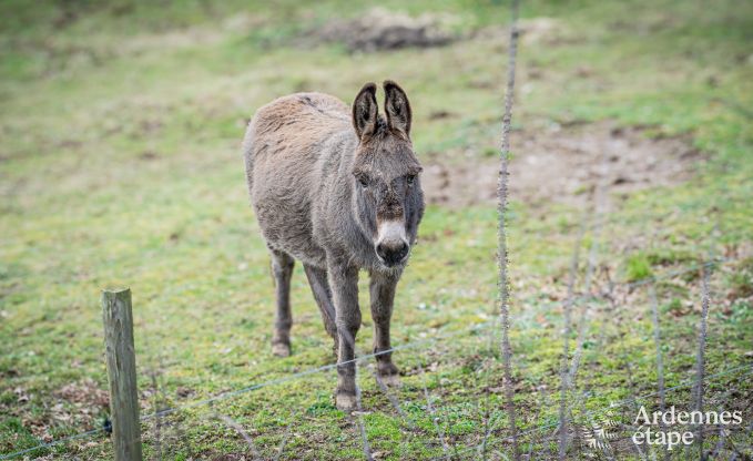 Gem�tliches und modernes Ferienhaus in Lierneux, Ost Ardennen