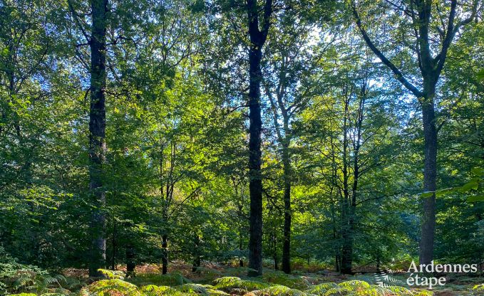 Ger�umige Villa f�r 12 Personen in Lierneux.