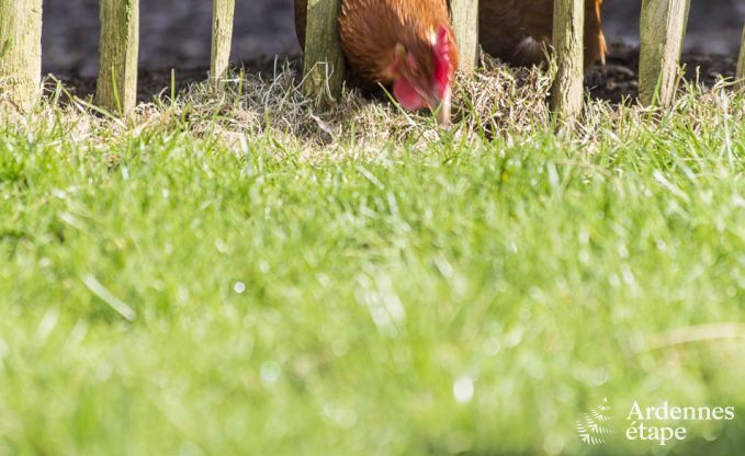 Ferienhaus Lierneux 6 Pers. Ardennen
