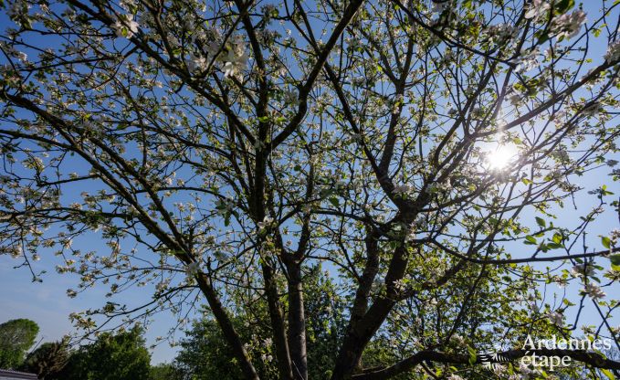 Ferienhaus Limbourg 18 Pers. Ardennen Schwimmbad Wellness Behinderten gerecht