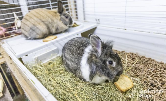 Ferienhaus Malmedy 7 Pers. Ardennen