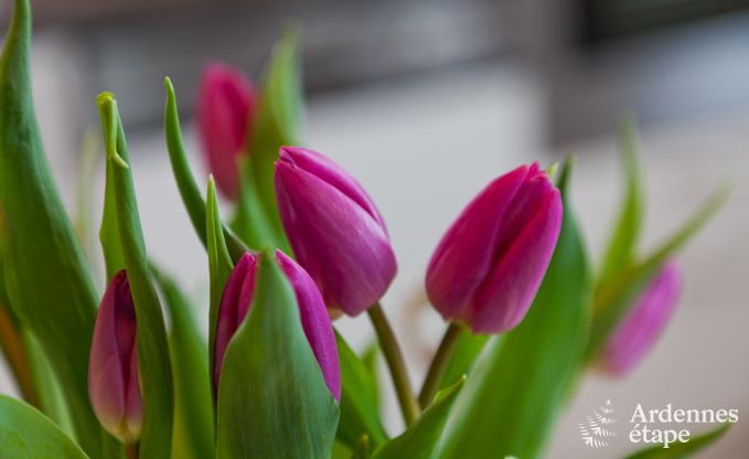 Ferienhaus Malmedy 10 Pers. Ardennen Wellness