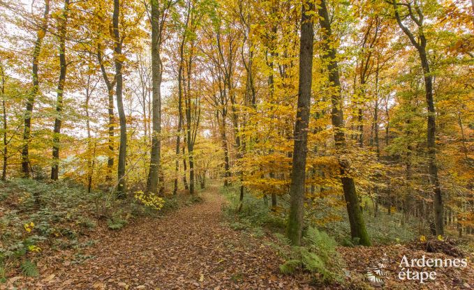 Ferienhaus Malmedy 18/20 Pers. Ardennen Schwimmbad Wellness