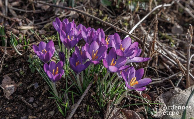 Ferienhaus Manhay 6 Pers. Ardennen