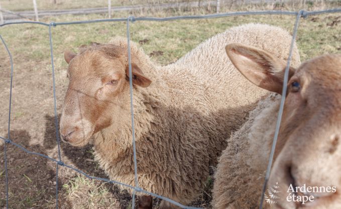 Ferienhaus Manhay 2/3 Pers. Ardennen