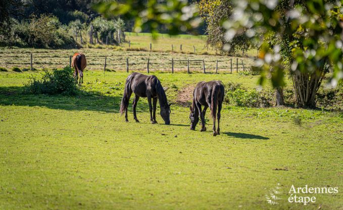 Ger�umiges Ferienhaus in Manhay f�r 15 Personen mit modernen Einrichtungen in den Ardennen
