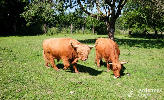 Ferienhaus in Manhay f�r 20 Personen mit 7 Schlafzimmern, eigenem Diskothek und Kino