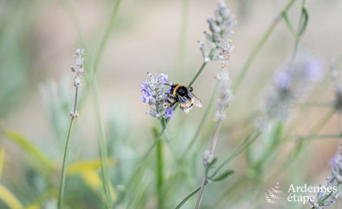 Familienfreundliches und modern eingerichtetes Ferienhaus Oster f�r 4 Personen mit Privatterrasse und Garten