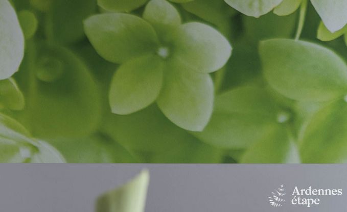 Ferienhaus Manhay 20 Pers. Ardennen Wellness