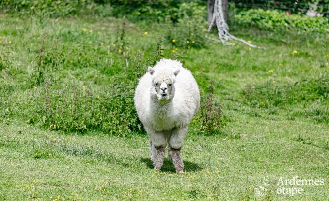 Ferienhaus Manhay 4 Pers. Ardennen Wellness