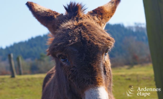 Luxusvilla Marche-en-Famenne 22 Pers. Ardennen Schwimmbad Wellness