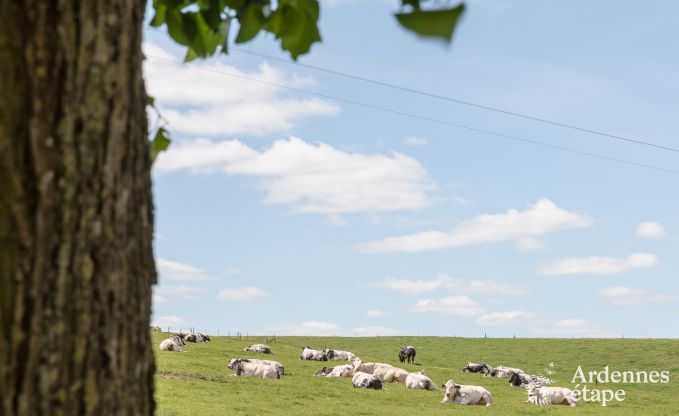 Ferienhaus Maredsous 4 Pers. Ardennen Schwimmbad Wellness