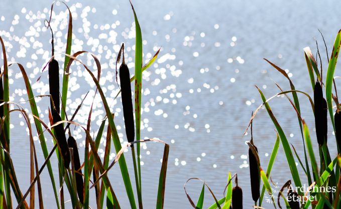 Ferienhaus Modave 20/22 Pers. Ardennen