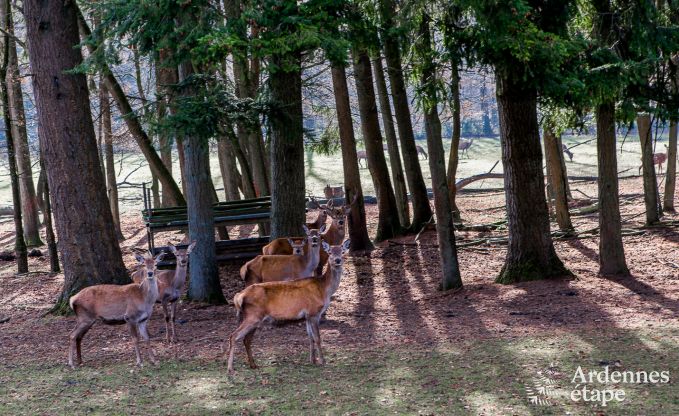 Ferienhaus mit Charme für 8 Personen in Momignies, inmitten eines geschützten Waldes