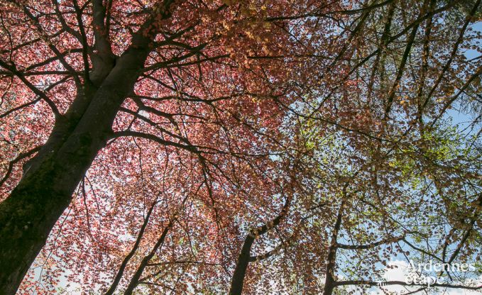 Romantisches Chalet am Wasser f�r 2 Personen in Momignies