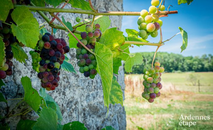Ferienhaus Moustier-en-Fagne (FR) 14 Pers. Ardennen Wellness