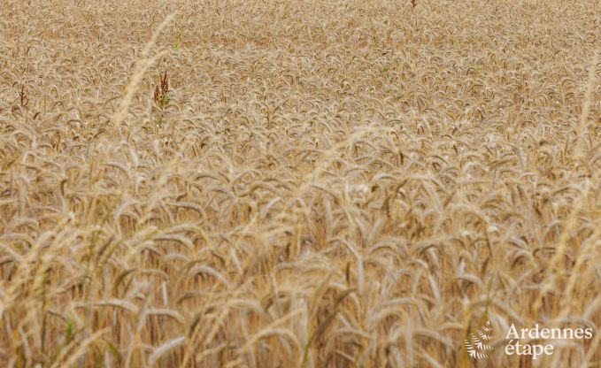 Ferienhaus Nandrin 8 Pers. Ardennen Schwimmbad