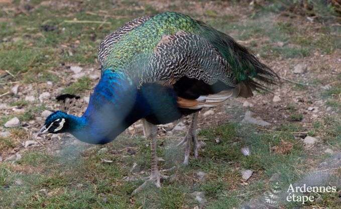 Ferienhaus Neuchateau 8 Pers. Ardennen
