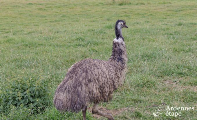 Ferienhaus Neuchateau 8 Pers. Ardennen