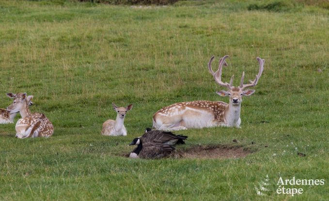 Ferienhaus Neuchateau 8 Pers. Ardennen