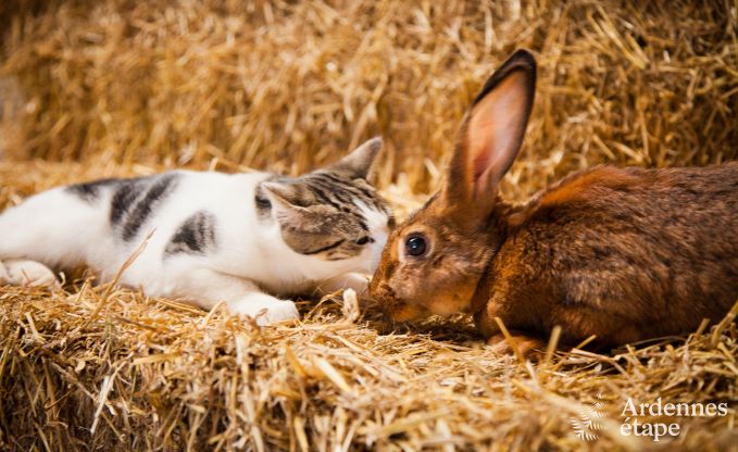 Ferienhaus Neufch�teau 4 Pers. Ardennen