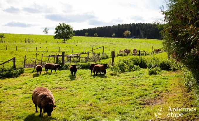 Ferienhaus Neufch�teau 4 Pers. Ardennen