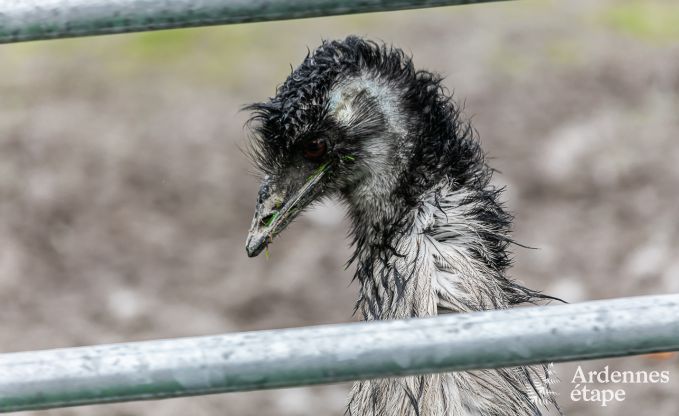 Ferienhaus Neufch�teau 4 Pers. Ardennen