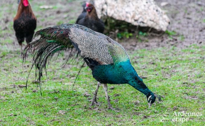 Ferienhaus Neufch�teau 4 Pers. Ardennen