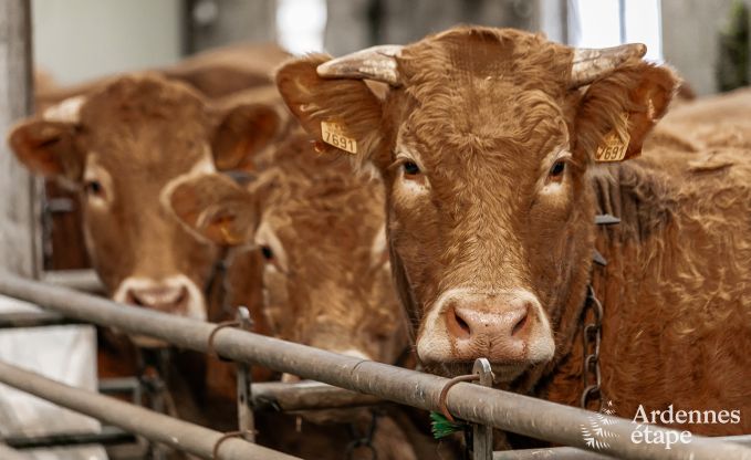 Ferienhaus Neufch�teau 4 Pers. Ardennen