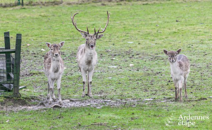 Ferienhaus Neufch�teau 4 Pers. Ardennen