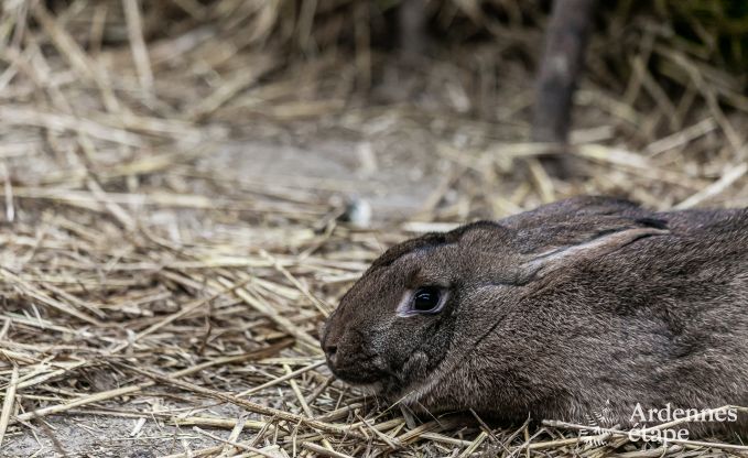 Ferienhaus Neufch�teau 4 Pers. Ardennen