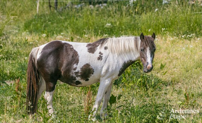 Ferienhaus Ohey 4 Pers. Ardennen