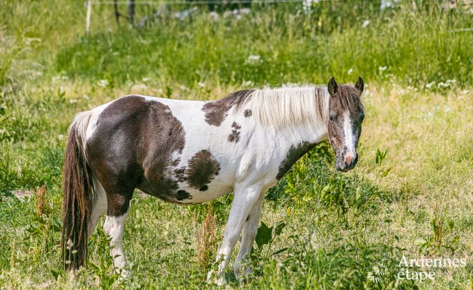 Ferienhaus Ohey 4 Pers. Ardennen