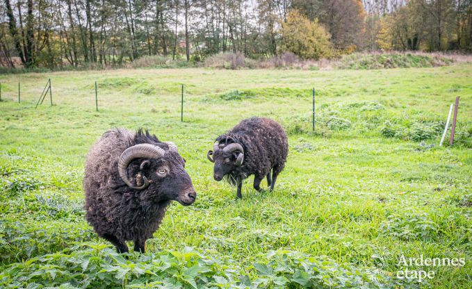 Ferienhaus Osnes (France) 10 Pers. Ardennen Wellness