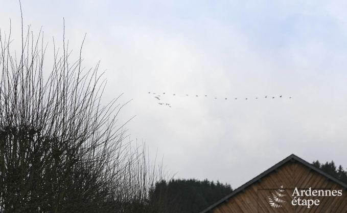 Ferienhaus Paliseul 6 Pers. Ardennen Wellness