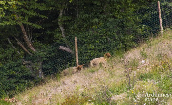 Ferienhaus Paliseul 12 Pers. Ardennen Schwimmbad Wellness