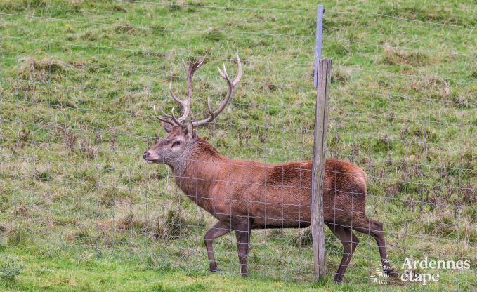 Wohnung Paliseul 4/6 Pers. Ardennen Wellness