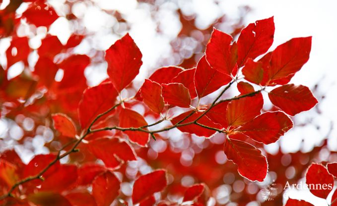 Cottage Paliseul 10/12 Pers. Ardennen