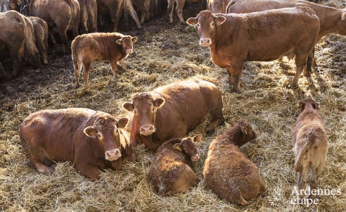 Ferienhaus Paliseul 4 Pers. Ardennen