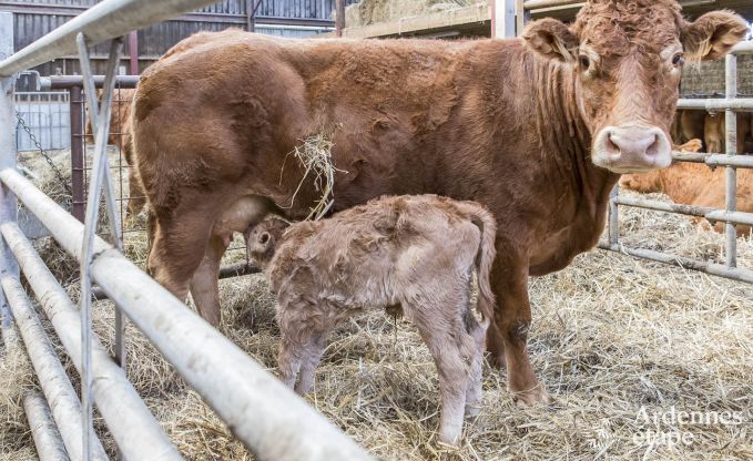 Ferienhaus Paliseul 4 Pers. Ardennen