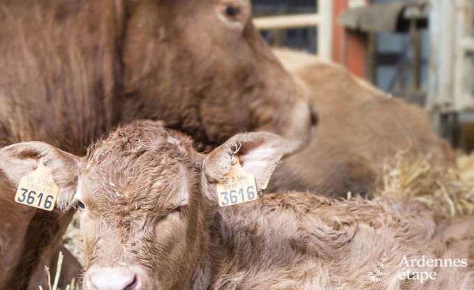 Ferienhaus Paliseul 4 Pers. Ardennen