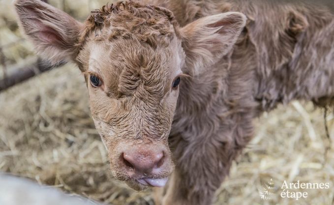 Ferienhaus Paliseul 4 Pers. Ardennen